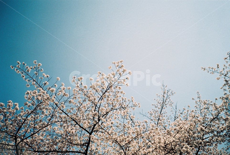 벚꽃,벚꽃나무,하늘,봄,왕벚나무,spring,flower
