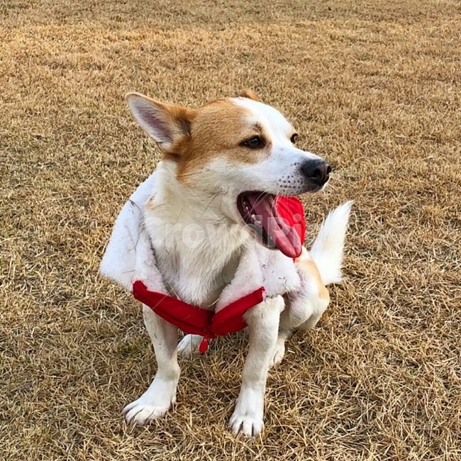 강아지,강아지하품,개,믹스견,펫,반려견,반려동물,애완동물,puppy,pet,dog,mixedbreed,yawn,댕댕이,멍멍이,멍뭉이,귀여운강아지,동물,animal,하품,동물,animal,포유류,mammal,개,강아지,dog,doggy