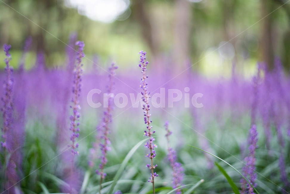 맥문동,보라색꽃,꽃,울산꽃,플라워,식물,자연,plants,nature,꽃,flower