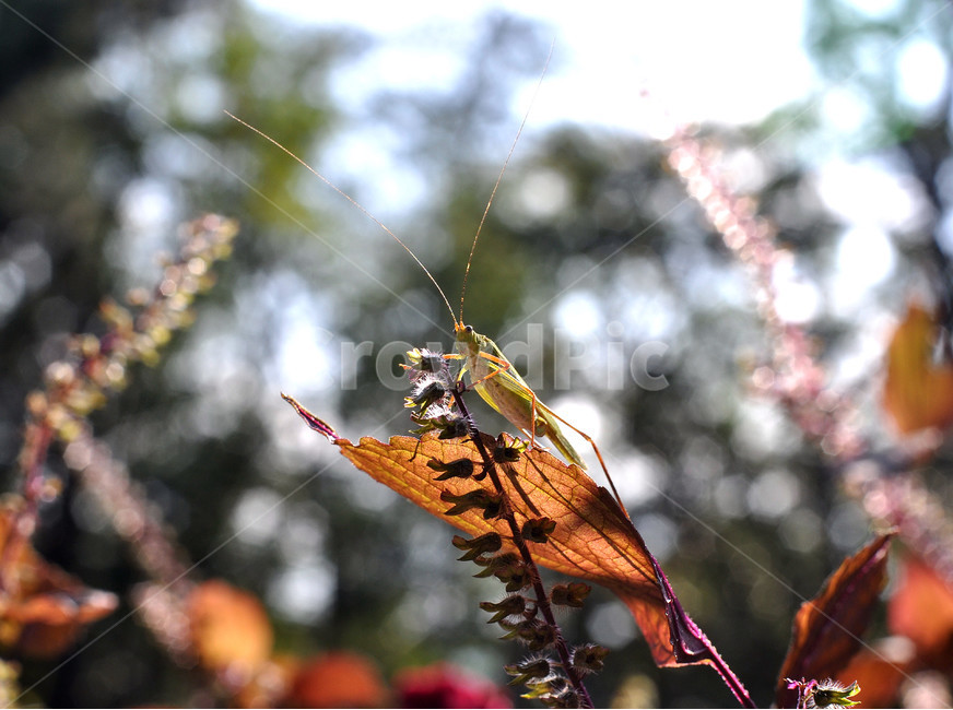 곤충,자연,여치,나뭇잎,역광,아름다움,신기,식물,자연,plants,nature,동물,animal,곤충,벌레,insect,bug
