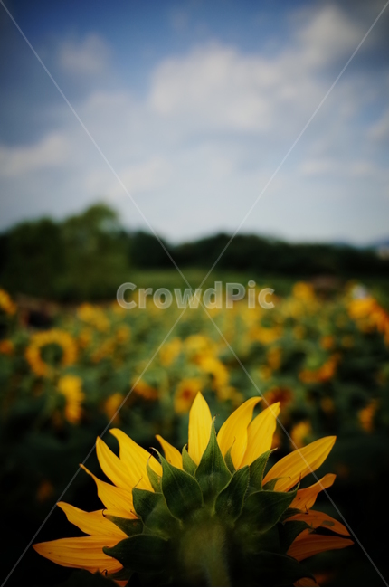 해바라기,접사,뒷모습,비네팅,여름,늦여름,해바라기밭,식물,자연,plants,nature,꽃,flower