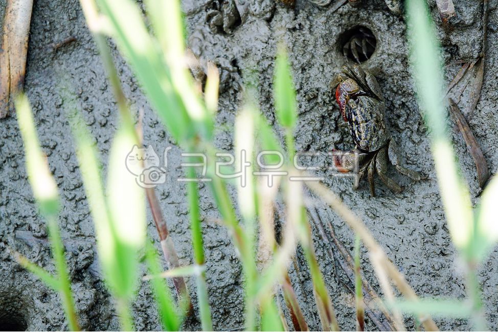habitat,ecosystem,sandbank,marine,life,ecology,sea life,Suncheon Bay,arthropod,marine life,mudflat creature,Tidal flat,wetland,nature,reed,hole,claw,environment,dandbar,beach,animal,bridge,wild,mud,crab,creature,red claw