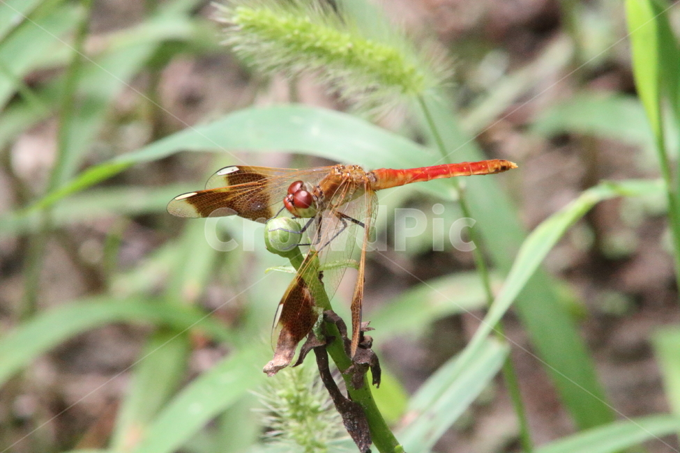 고추잠자리,곤충,절지동물,수서곤충,reddragonfly,동물,animal,곤충,벌레,insect,bug