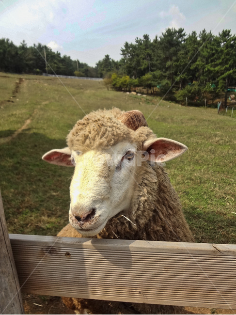 양,자연,동물,야외,옥외,하늘,구름,나무,뜰,풀,양털,lamb,nature,outdoors,animal,sky,cloud,grass,park,생명,동물,animal,포유류,mammal