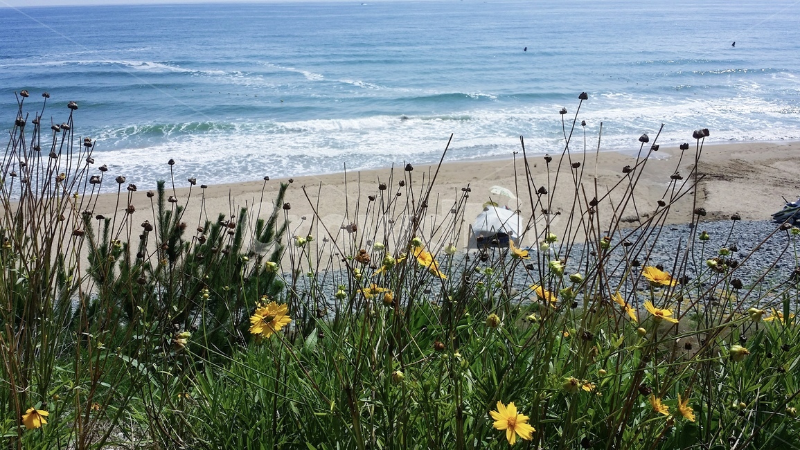 바다,꽃,자연,water,잔디,ocean,nature,해변,바다,beach,sea