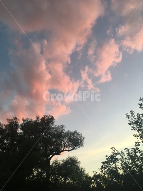 풍경,나무,핑크,nature,cloud,outdoors,자연,적운,날씨,구름,sky,하늘