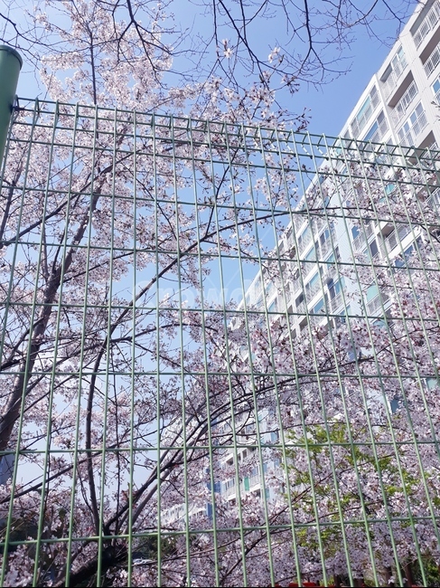 벚꽃,철조망,파란하늘,꽃,벚나무