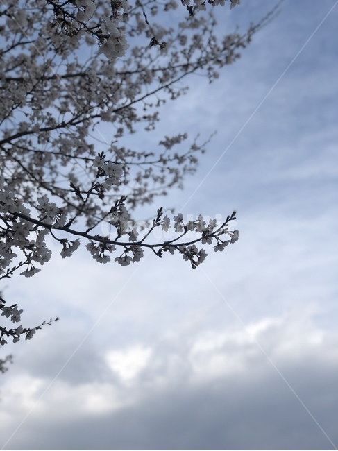 봄,벚꽃,하늘,구름,벚꽃나무,봄,계절,spring,season,plant,식물