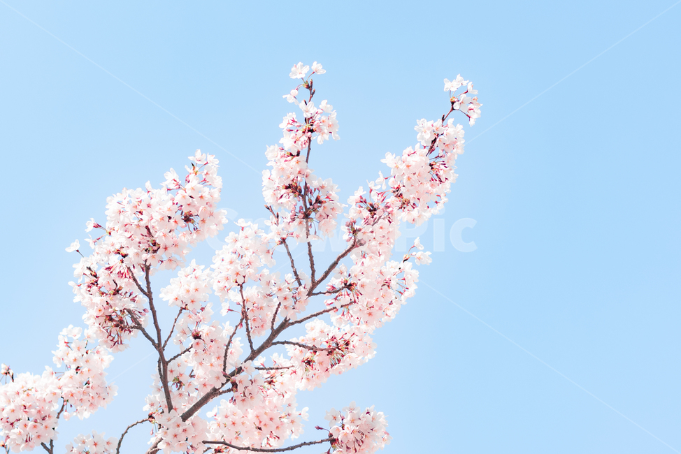 cherryblossom,벚꽃,blossom,꽃,flower