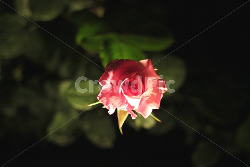 꽃,장미,봄,rose,flower,아름다움,핑크장미,붉은장미,로맨틱한분위기,개화,꽃망울,감성사진,야경속꽃,어두운배경,빛과그림자,빛나는꽃,부드러운색감,우아한장미,신비로운꽃,사랑의꽃,감각적인꽃사진,로맨틱한느낌,야외촬영,장미정원,향기로운꽃,따뜻한색감,생기넘치는꽃,여름꽃,봄꽃,촛불같은조명,빛을받은꽃,황홀한분위기,몽환적인장미,감성적인꽃,어두운공간,신비로운분위기,야간촬영,예쁜꽃,자연속꽃,독특한조명