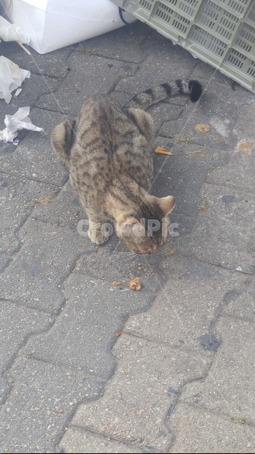 고양이,길고양이,동물,아기고양이,들고양이,동물,animal,포유류,mammal,고양이,cat,kitten,kitty