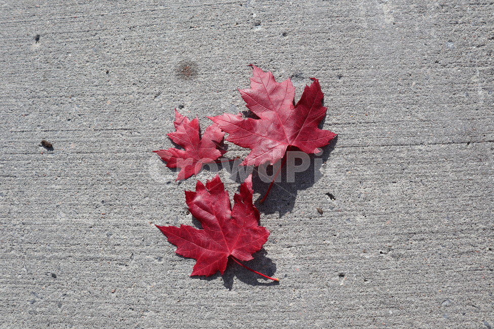 단풍잎,단풍,빨간색,돌바닥,leaf,잎,maple,mapleleaves,가을,계절,fall,autumn,season,plant,식물,tree,나무