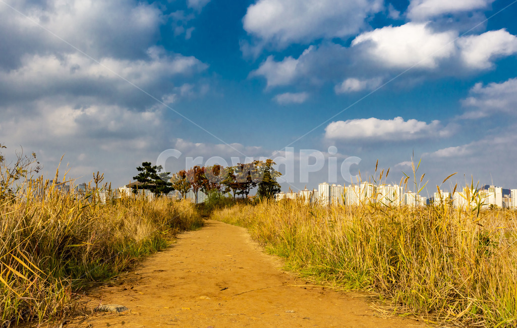 소래습지생태공원,생태공원,습지,갈대,풍경,하늘,자연,구름,들,목초지,가을,계절,fall,autumn,season,자연,풍경,nature,landscape,outdoors,옥외