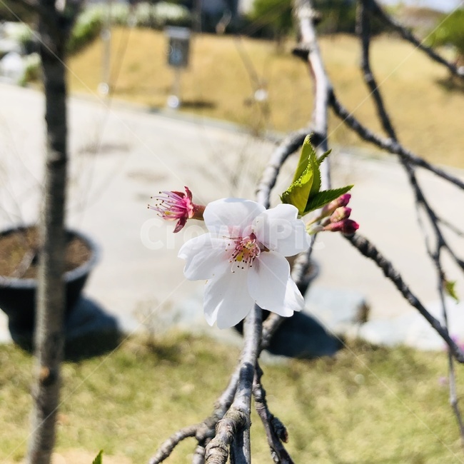 꽃,봄,spring,flower,매화