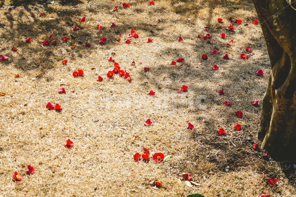 꽃잎,잔디,나무,봄,정원,계절,3월,따뜻함,힐링,감성,자연,autumn,beautiful,colorful,floral,flower,garden,nature,petalfalling,red,season,spring,summer,꽃,flower