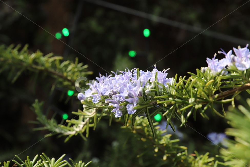 봄,꽃,활기,허브,계절,식물,자연,plants,nature,꽃,flower