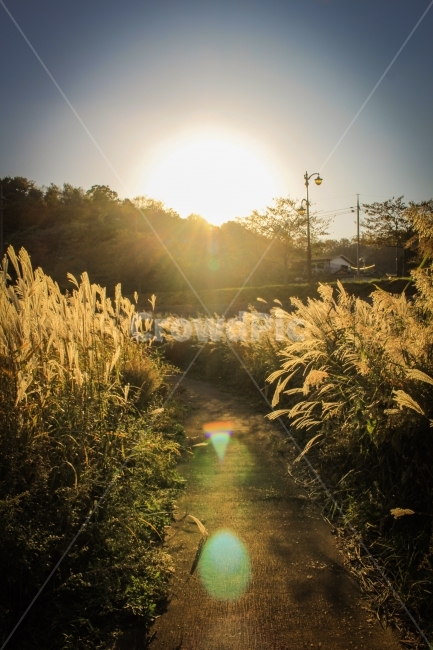 햇빛,숲,억새,자연,풍경,가을,계절,fall,autumn,season,자연,풍경,nature,landscape,감성,sensible,feeling,휴식,힐링,rest,relaxation,healing,light,빛,flare,플레어,grass,잔디,plant,식물