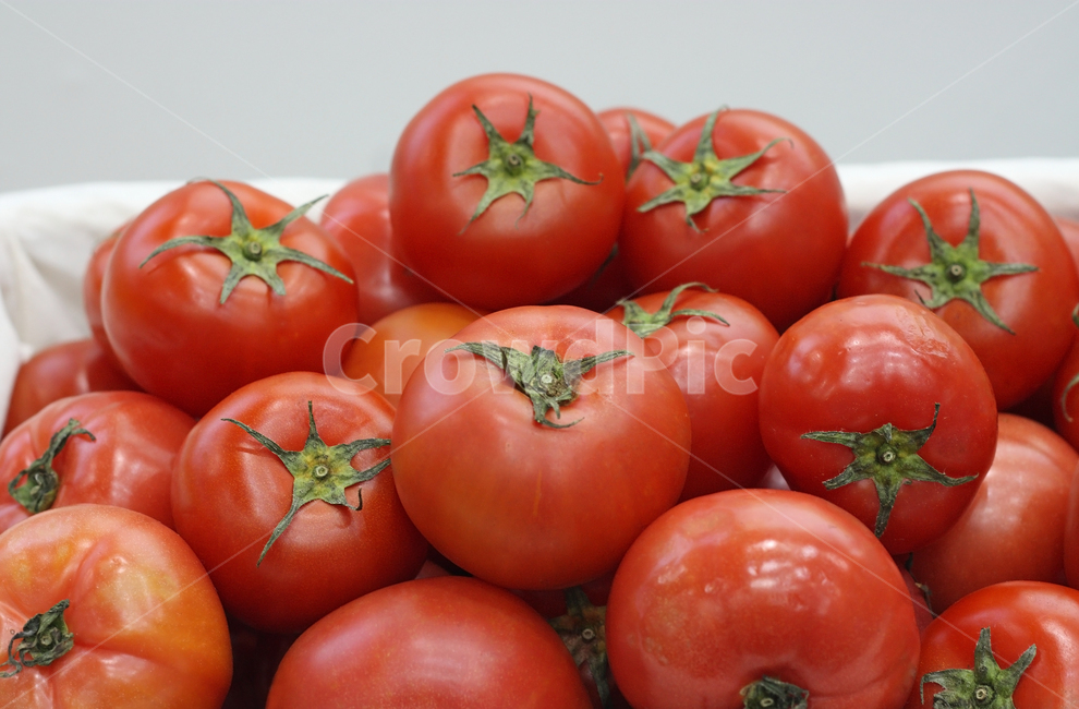 토마토,과일,야채,영양,건강,농산물,농작물,음식,재료,음식재료,식재료,오브젝트,생활,신선한,여러개,빨간,빨강,빨간색,빨강색,레드,컬러,칼라,컬러풀,식품,클로즈업,꼭지,음식,식재료,요리,food,cook,meal,dishes,food reserves,채소,야채,vegetables