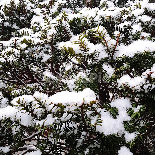 눈,나뭇잎,쌓인눈,겨울,snow