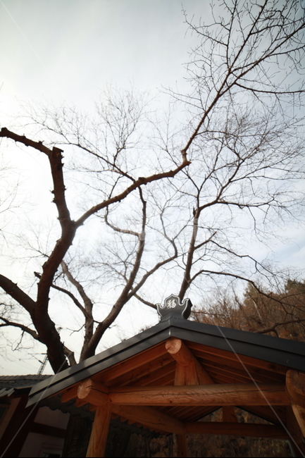 하늘,나무,정자,겨울의끝,감성,스냅,겨울,계절,winter,season,한국전통,한국문화,korean traditional,korean culture,건축물,건물외관,exterior,building,structure,architecture,construction