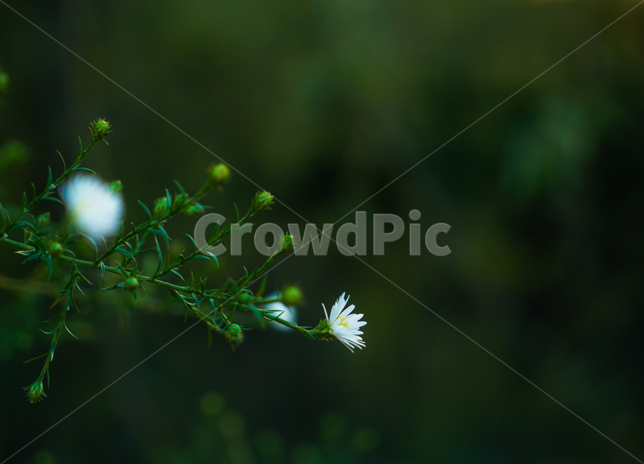 감성,들꽃,꽃,야생화,미국쑥,식물,자연,식물,자연,plants,nature,꽃,flower