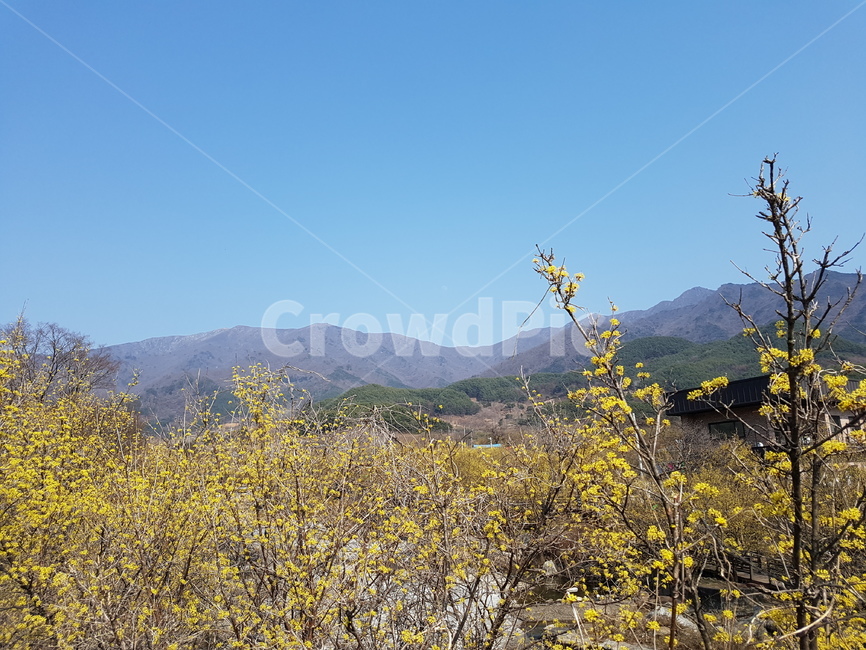 구례,산수유축제,산수유마을,산동마을,구례산동마을,봄,계절,spring,season,식물,자연,plants,nature,꽃,flower