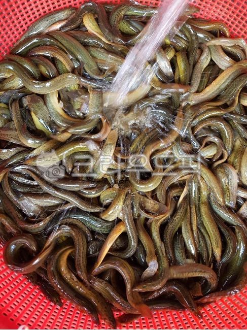 미꾸라지,민물고기,생물,fish,미꾸리,식재료,음식재료,요리재료,국내산,국산,loach,자연산,생선,추어탕재료,식용물고기,식용,물고기,freshwaterfish,food,chutang,loachsoup,edible,ediblefish,어류,fishes,foodingredients,cookingmaterial,foodstuff,소쿠리,colander,플라스틱소쿠리,plasticcolander,수산물,marineproducts,chueotangingredients,slipperyloach,mudfish,chueotang,추어탕,edibility,loachfish,nativeloach,토종미꾸라지