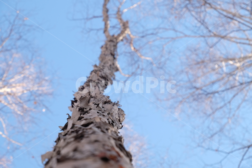 나무,식물,하늘,겨울,눈,자작나무,숲,설경,tree,plant,sky,blue,white,snow,winter,forest,long,자연,nature,풍경,landscape,경관,아련,웅장,겨울,계절,winter,season,식물,자연,plants,nature,나무,trees,wood
