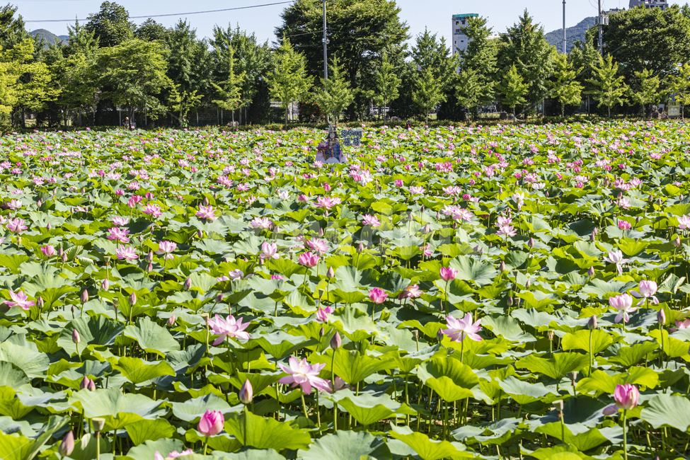 연꽃,공원,여름,물,꽃,lotus,family,water,outdoor,beautiful