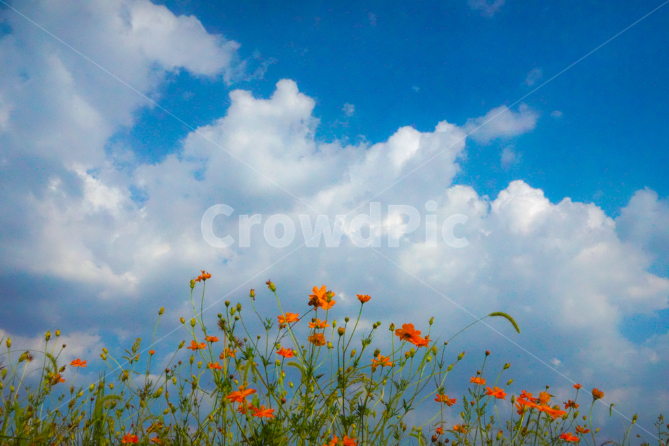 꽃,화초,꽃밭,하늘,구름,풍경,식물,가을,계절,fall,autumn,season,자연,풍경,nature,landscape,식물,plants,꽃,flower,outdoors,옥외,grassland,목초지,field,들