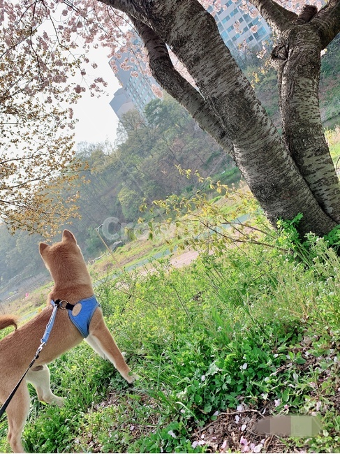 시바,시바견,강아지,반려견,애완동물,귀여움,풀,자연,동물,animal,포유류,mammal,개,강아지,dog,doggy