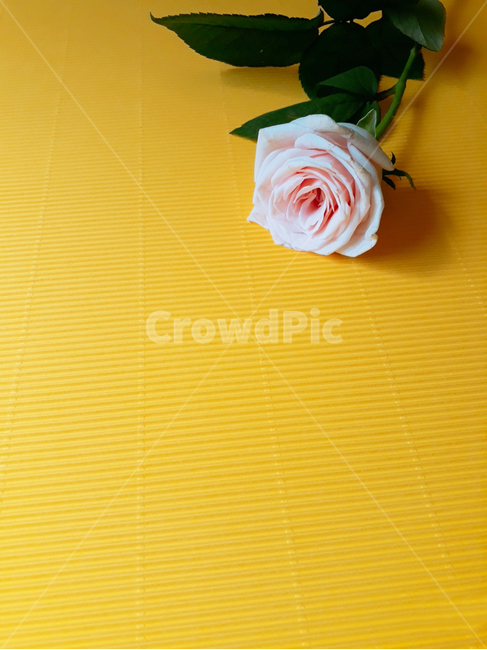 식물,rose,장미,flower,plant,blossom,꽃,분홍,노랑,배경,background