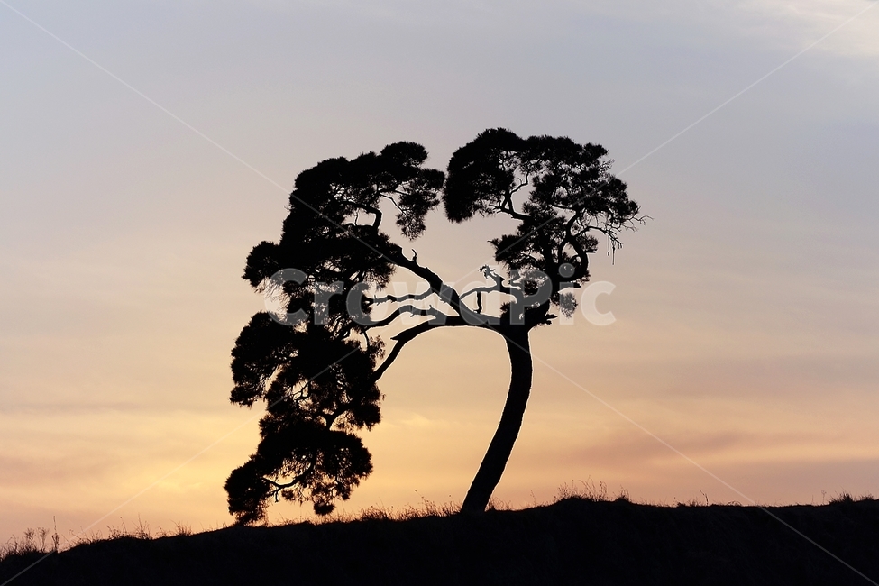 감성,나무,노을,저녁노을,특이한나무,실루엣,그림자,silhouette,shadow,인물실루엣,사람실루엣,character silhouette,human silhouette,tree,plant,식물,nature,자연,outdoors,옥외