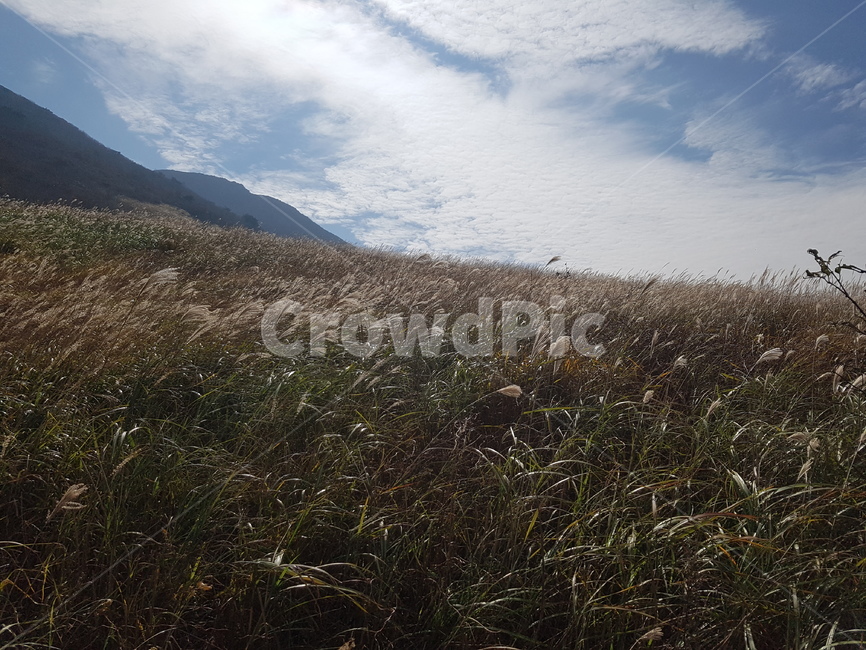 가을산,억세밭,푸른하늘,고요,자연풍경,자연,풍경,nature,landscape,plant,식물,grass,잔디
