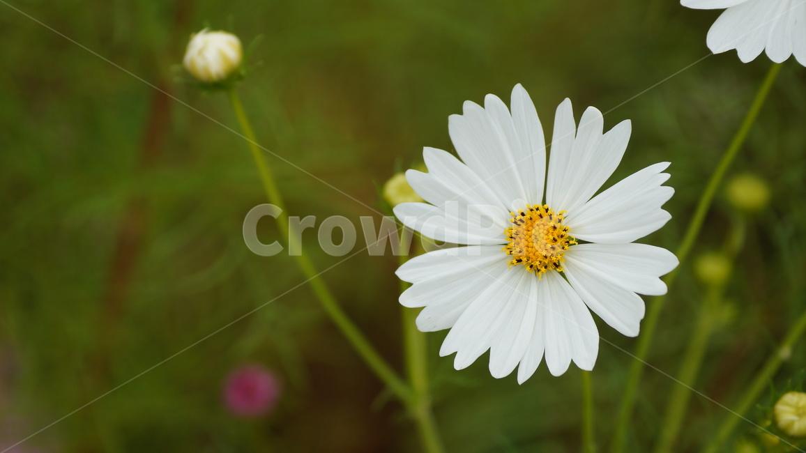 꽃,코스모스,식물,코스모스축제,꽃길,가을,계절,fall,autumn,season,식물,자연,plants,nature,꽃,flower,plant,daisies,데이지,blossom,daisy
