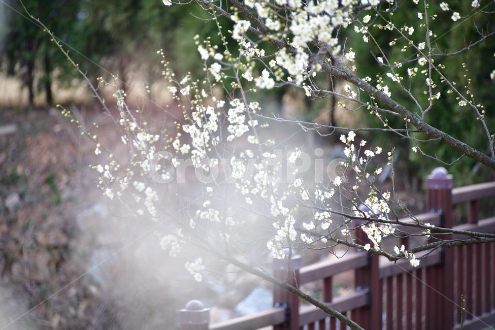 식물,plant,꽃,flower,봄