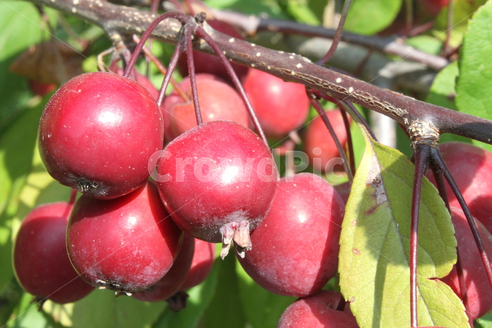 꽃사과,사과,빨강,식물,농작물,식물,자연,plants,nature,과일,열매,fruit