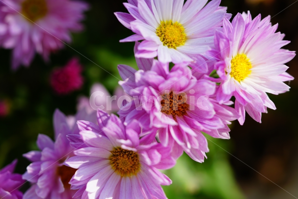 소국,국화,꽃,플라워,flower,식물,plants,자연,nature,가을,autumn,fall,계절,season,경치,풍경,landscape,가을꽃,10월,october,꽃밭,화단,감성,감성사진,느낌,분위기,스냅,스냅사진,snap,snapshot,아름다운,아름답다,예쁘다,예쁜,이쁘다,이쁜,싱싱,꽃사진,꽃잎,식물,자연,plants,nature,꽃,flower