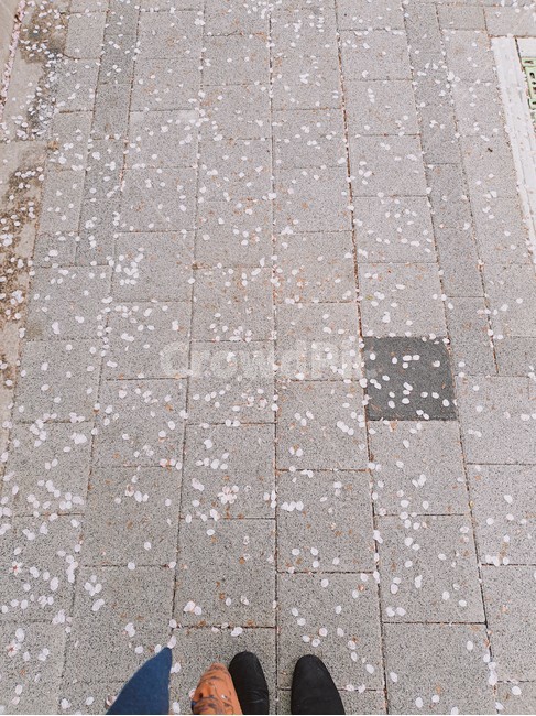 벚꽃,감성,벛꽃길,산책,벛꽃비