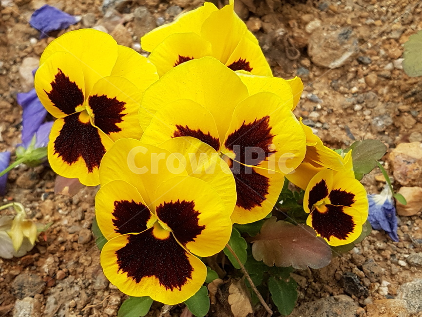 plant,식물,blossom,flower,꽃,노랑색,판지