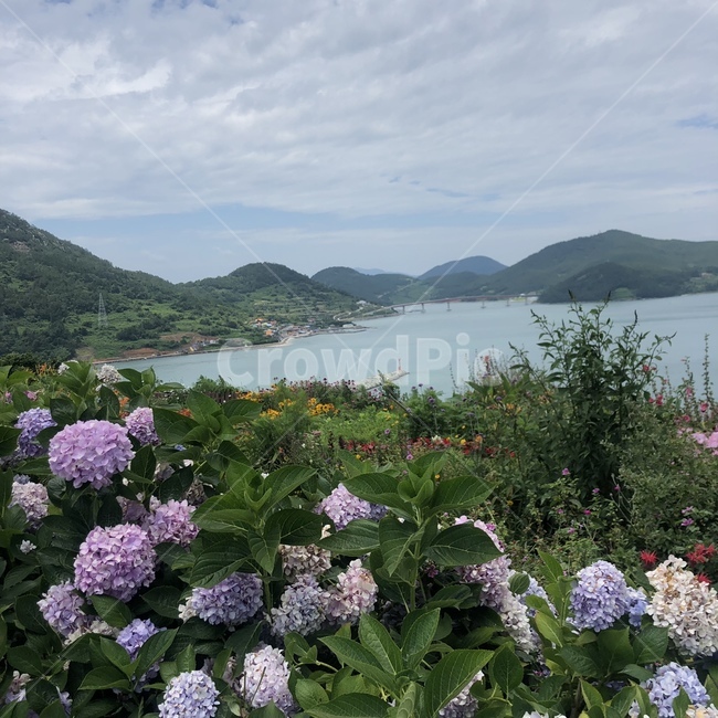 애도,고흥,수국,섬,바다