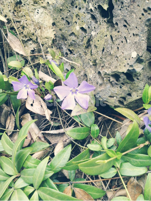 꽃,빈카,flower,보라꽃,들꽃,제주도,야생화