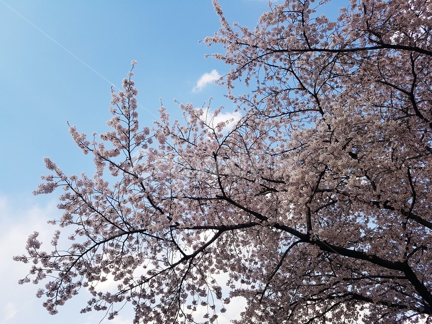 cherryblossom,벚꽃,꽃,blossom,flower,봄,하늘,식물,자연,plants,nature,꽃,flower