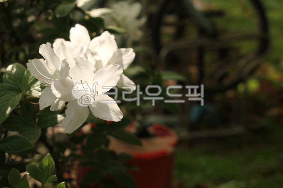 철쭉,꽃,잎,royalazalea,flower,leaf,blossom,흰철쭉