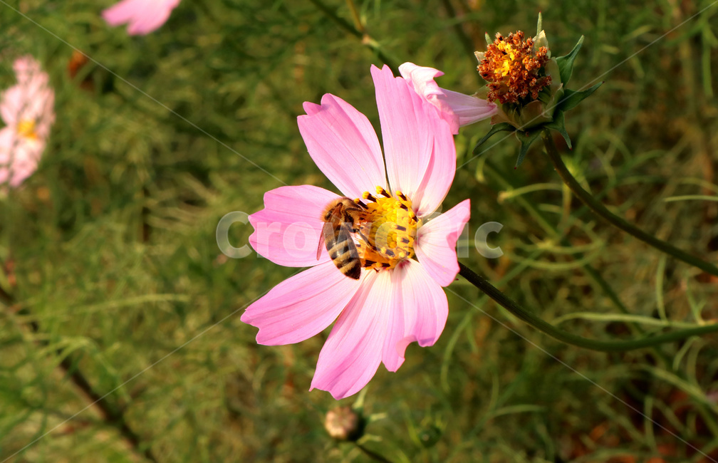 코스모스,벌,꿀벌,분홍색꽃,곤충,식물,flower,bee,가을,계절,fall,autumn,season,식물,자연,plants,nature,꽃,flower,plant,honey bee,animal,동물,invertebrate,무척추 동물,insect
