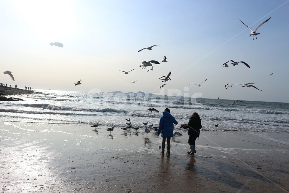 겨울바다,겨울,바다,갈매기,새,풍경,sea,seagull,winter