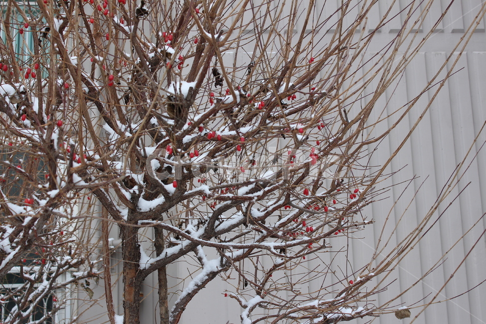 겨울,눈,snow,겨울아침,snowing,풍경,한겨울,sensitive,feeling,winter,white