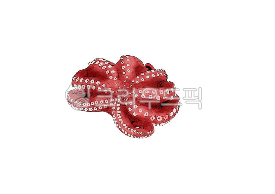 Octopus,sea,whole octopus,octopus illustration,illustration,creature