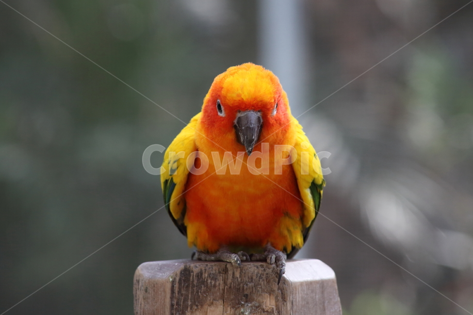 앵무새,새,조류,동물,psittaciformes,작은새,동물,animal,조류,새,birds