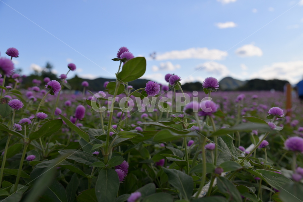 자연,꽃,야생화,풀,공원,가을,계절,fall,autumn,season,식물,자연,plants,nature,꽃,flower,geranium,제라늄,plant,blossom
